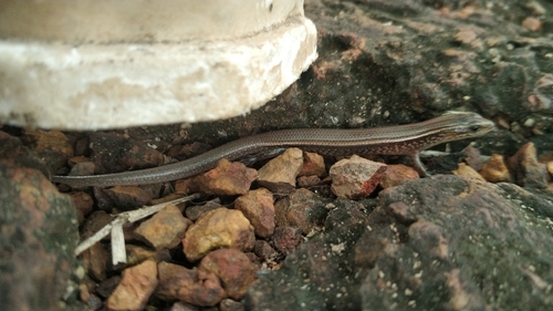 Bowring’s Supple Skink