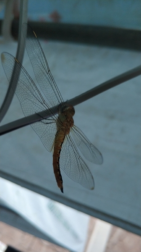 Wandering Glider