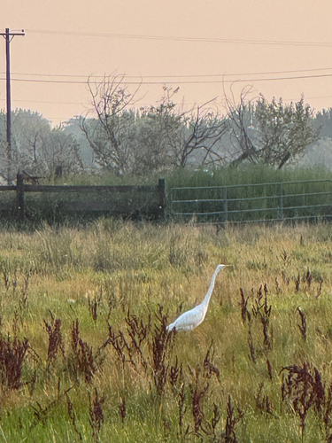 Great Egret