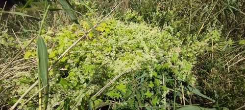 prickly cucumber