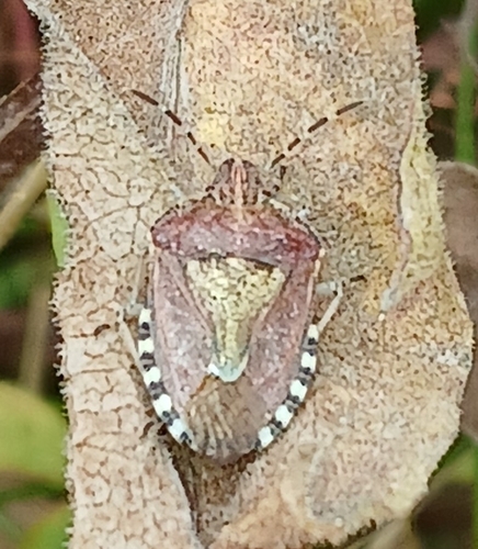 Sloe Bug