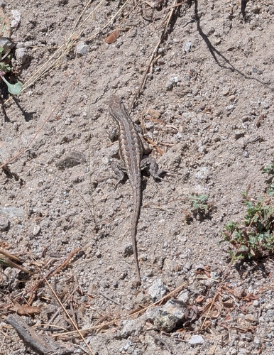 iNaturalist observation photo of Common Sagebrush Lizard