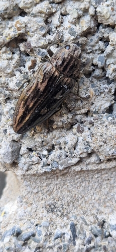 Pine-borer