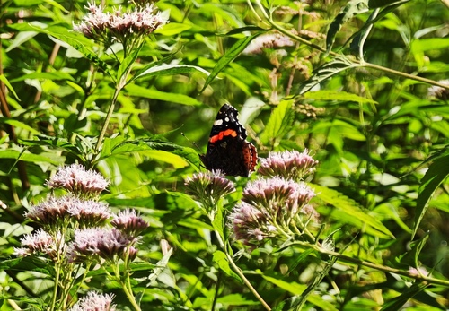 Red Admiral