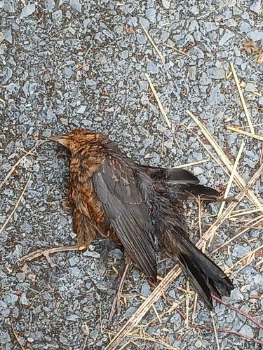 Eurasian Blackbird