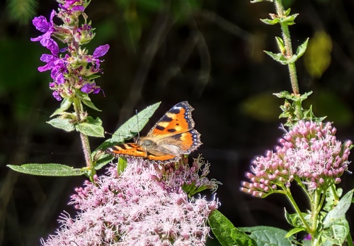 Small Tortoiseshell