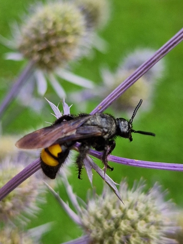 Scolia hirta