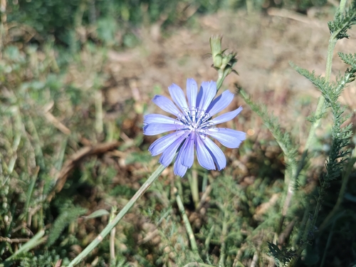 chicory