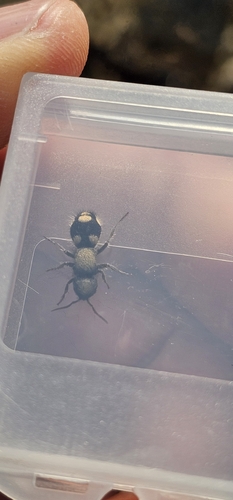 Ronisia marocana