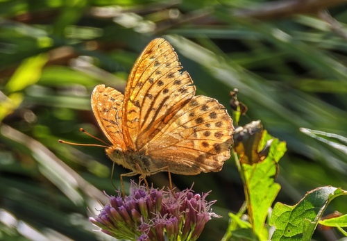 Silver-washed Fritillary