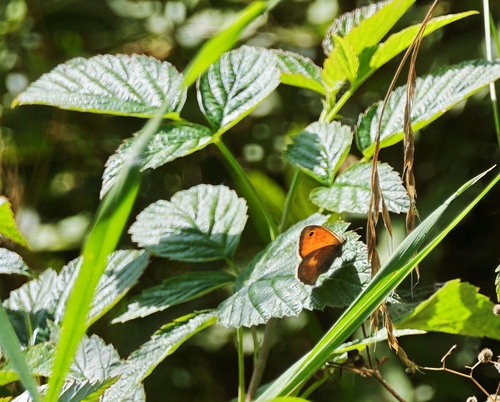 Small Heath