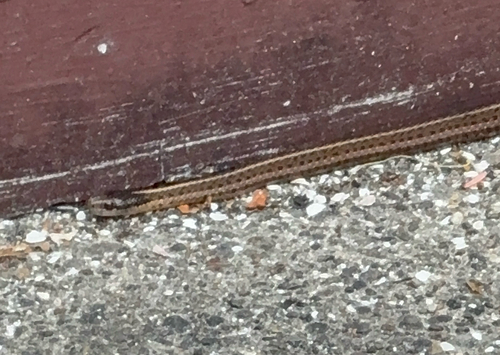 Northwestern Garter Snake