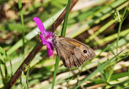 Meadow Brown