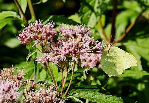 Common Brimstone