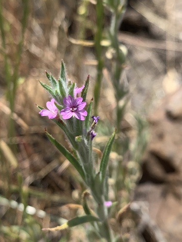 iNaturalist observation photo of Torrey's willowherb