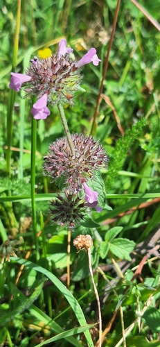 Wild Basil