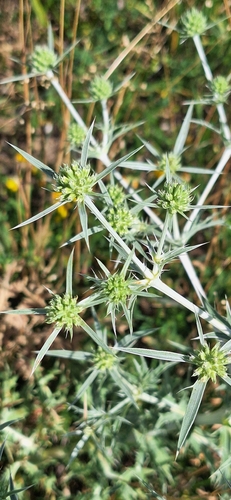 Field Eryngo