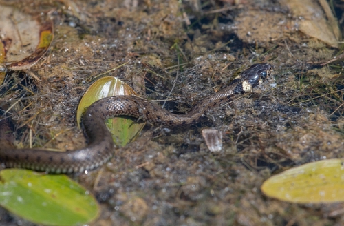 grass snake