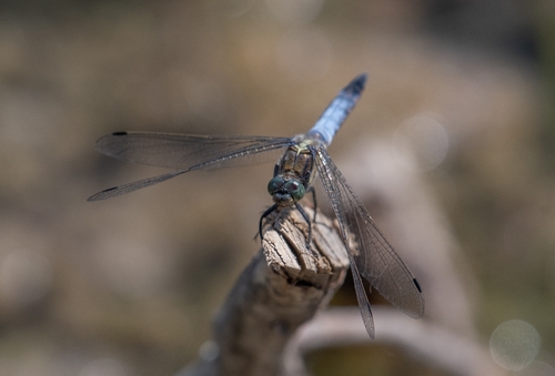 Black-tailed Skimmer