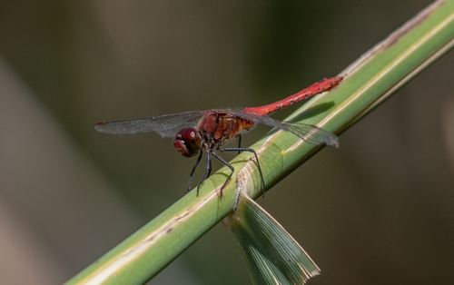 Ruddy Darter