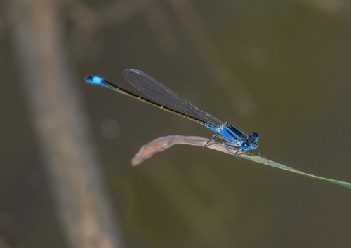 Blue-tailed Damselfly