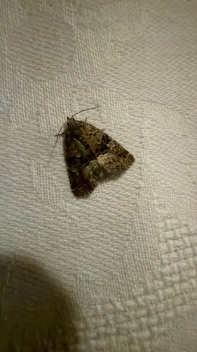 Marbled White-spot