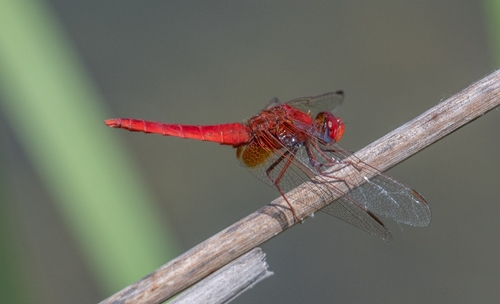 Broad Scarlet
