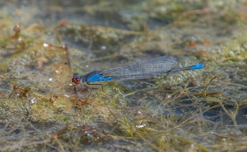 Small Red-eyed Damselfly