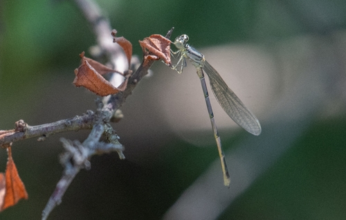 Goblet-marked Damselfly
