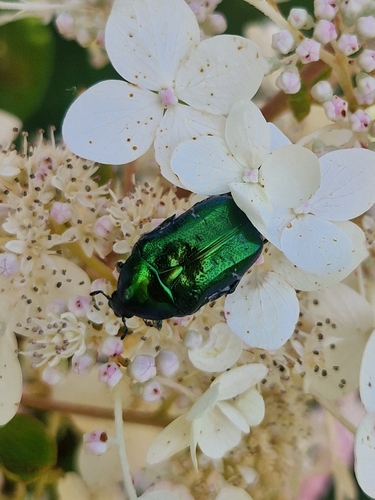 European Rose Chafer