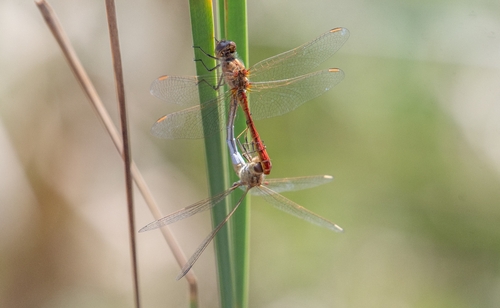Southern Darter