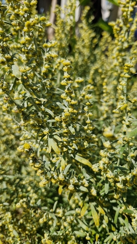 absinthe wormwood