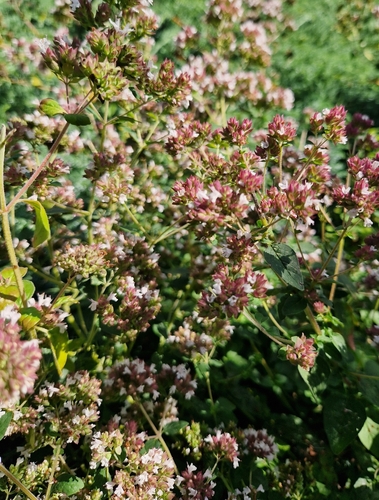 Oregano