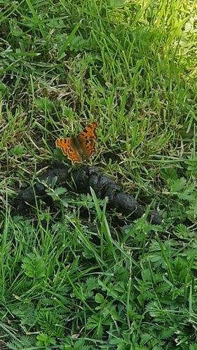 European Comma