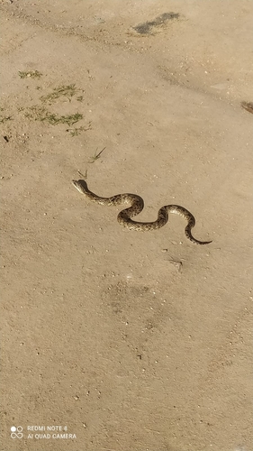 Wagler's Snake