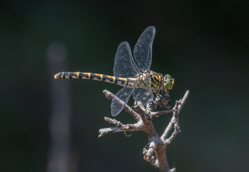 Small Pincertail