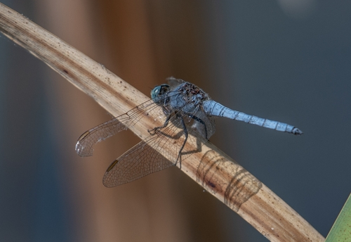 Keeled Skimmer