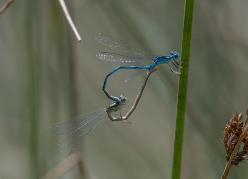 Goblet-marked Damselfly