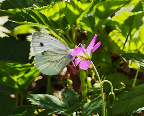 Green-veined White