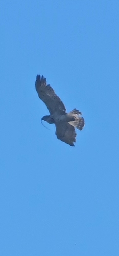 Short-toed Snake-Eagle