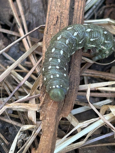 iNaturalist observation photo of Sequoia Sphinx