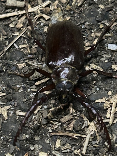 iNaturalist observation photo of California Root Borer