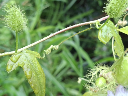 fringed passionflower