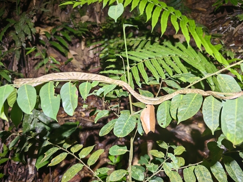 Green-headed Cat Snake