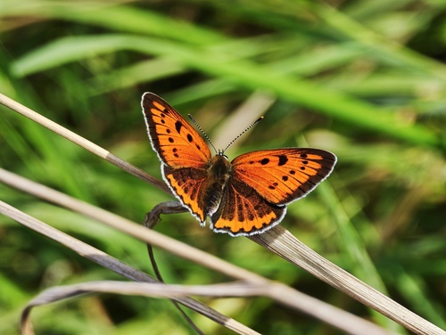 Large Copper