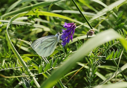 Green-veined White