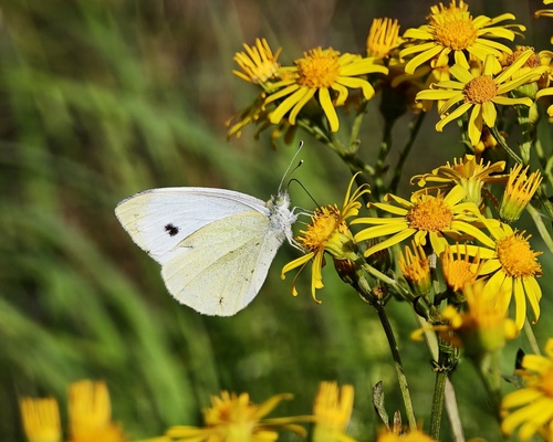 Small White