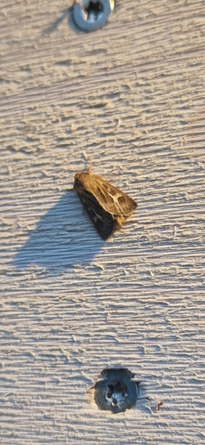 Antler Moth