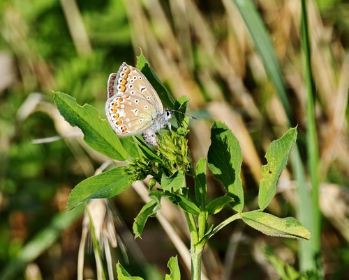 Common Blue