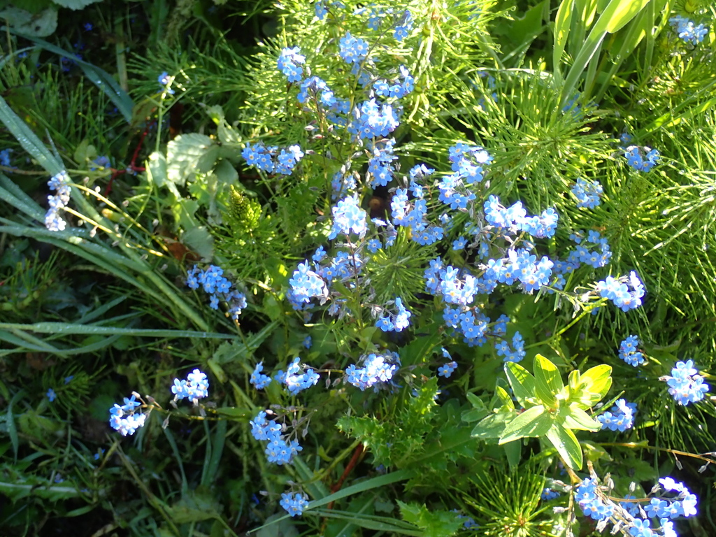 Wood from Cougar Mountain, Bellevue, WA, USA on May 07